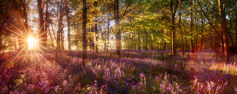 Dawn light shines through bluebell forest Our story